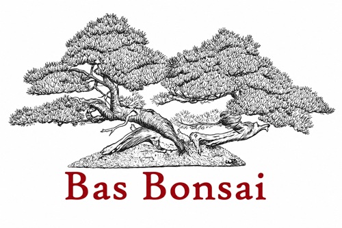 Bas Bonsai